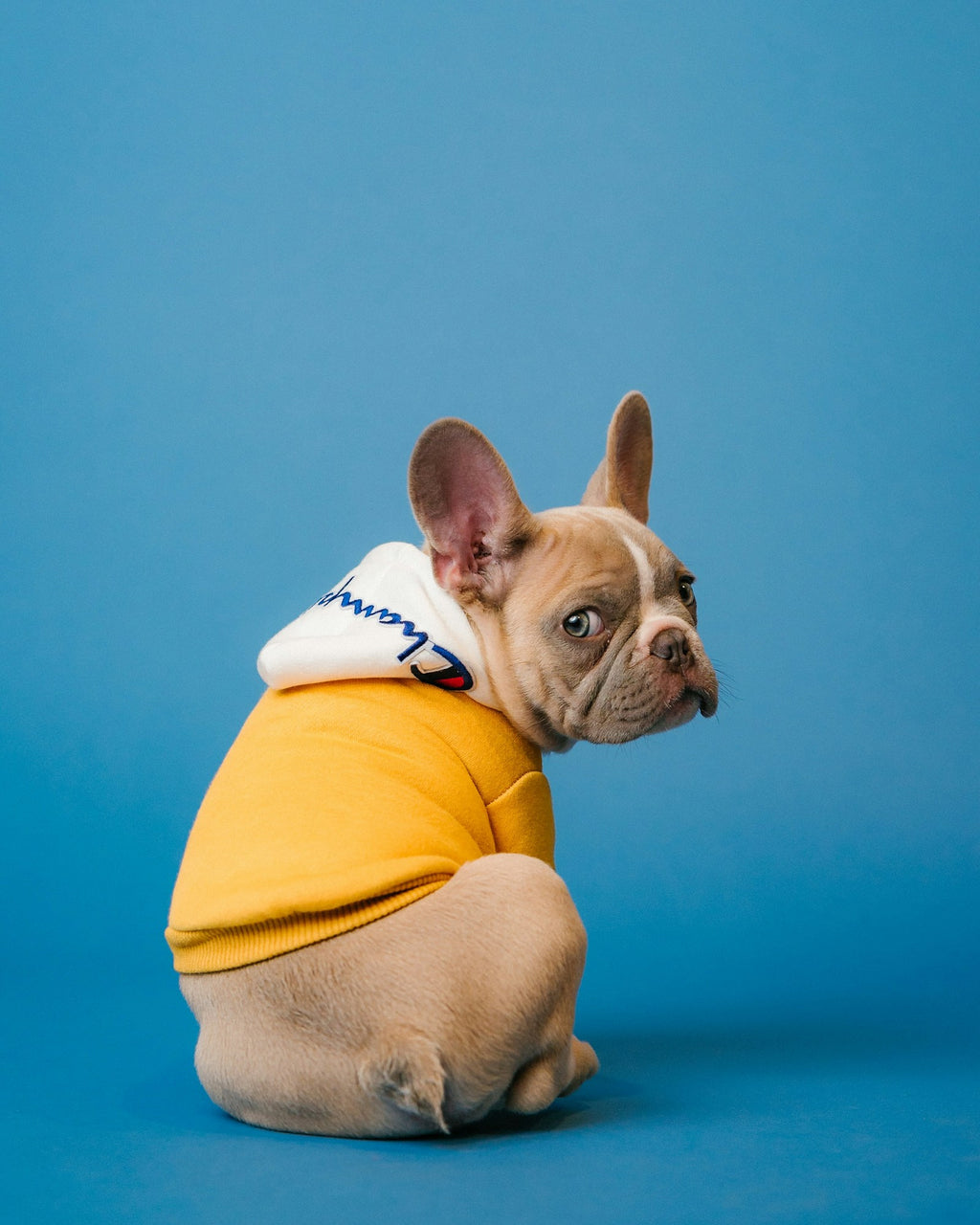 Adventure Harness — Padded, Reflective Stitch — view 5